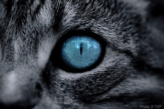 gray-cat-eye